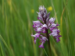 Das Helm-Knabenkraut (Orchis militaris)...