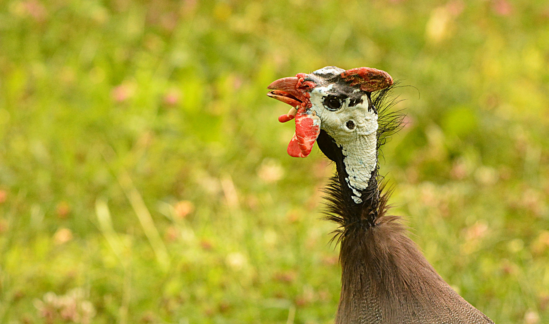 Das Helmperlhuhn (Numida meleagris)