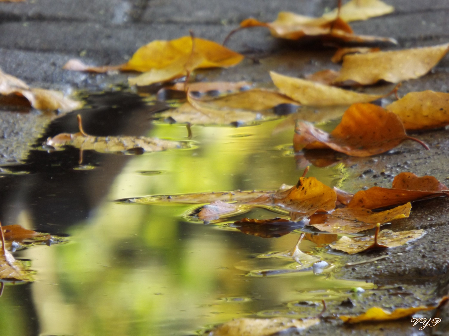 Das Herbst Gesicht