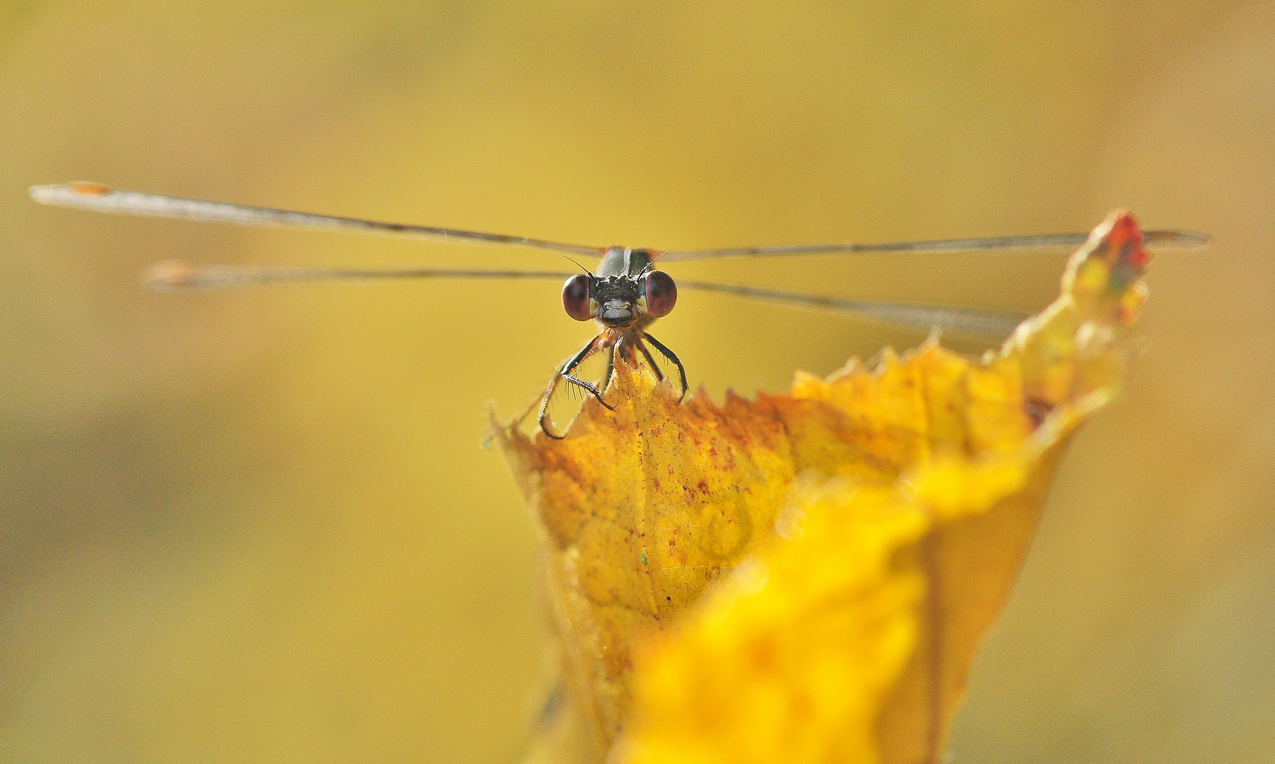 Das Herbst - Libellchen ....