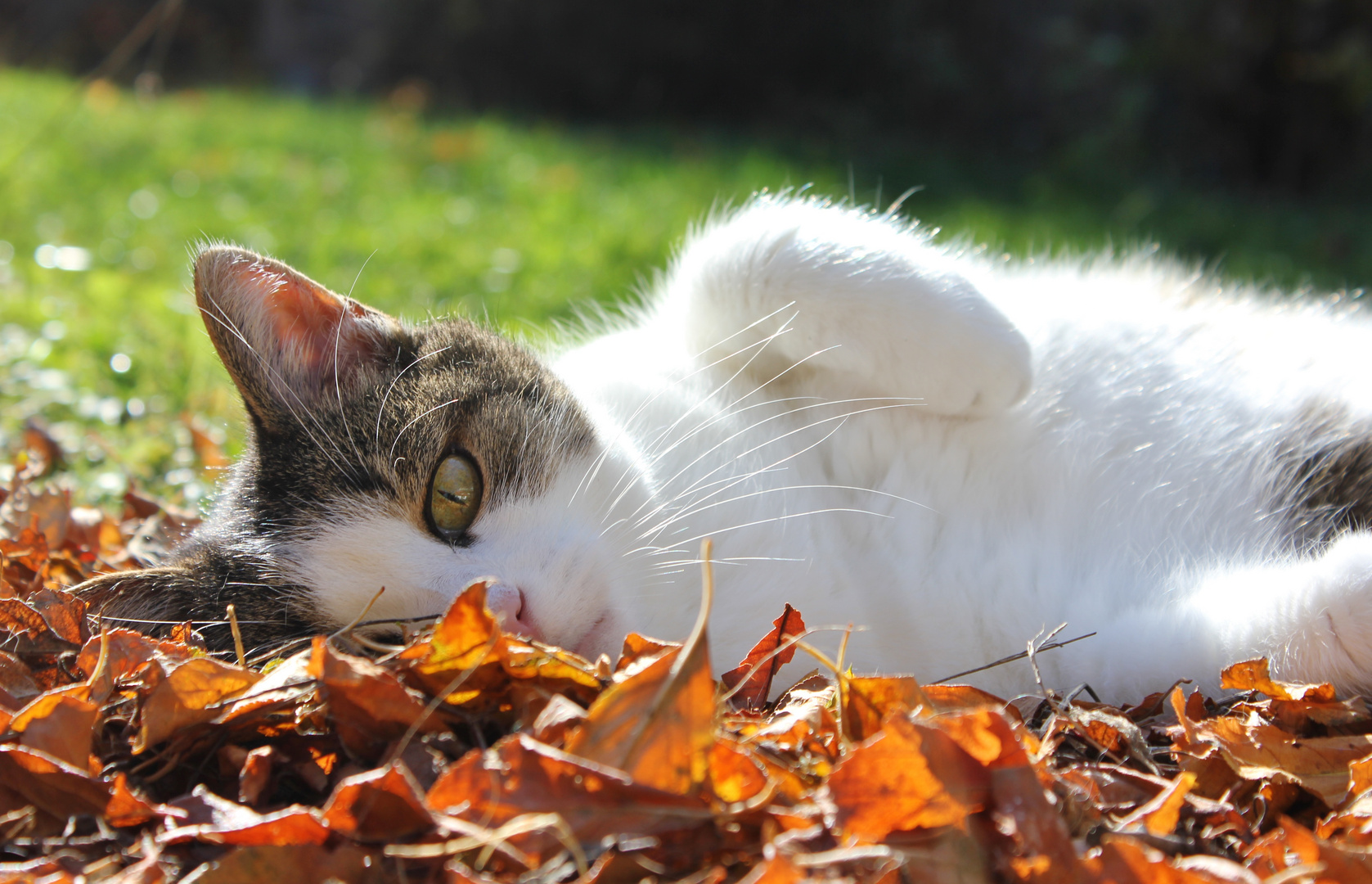 Das Herbstbett II