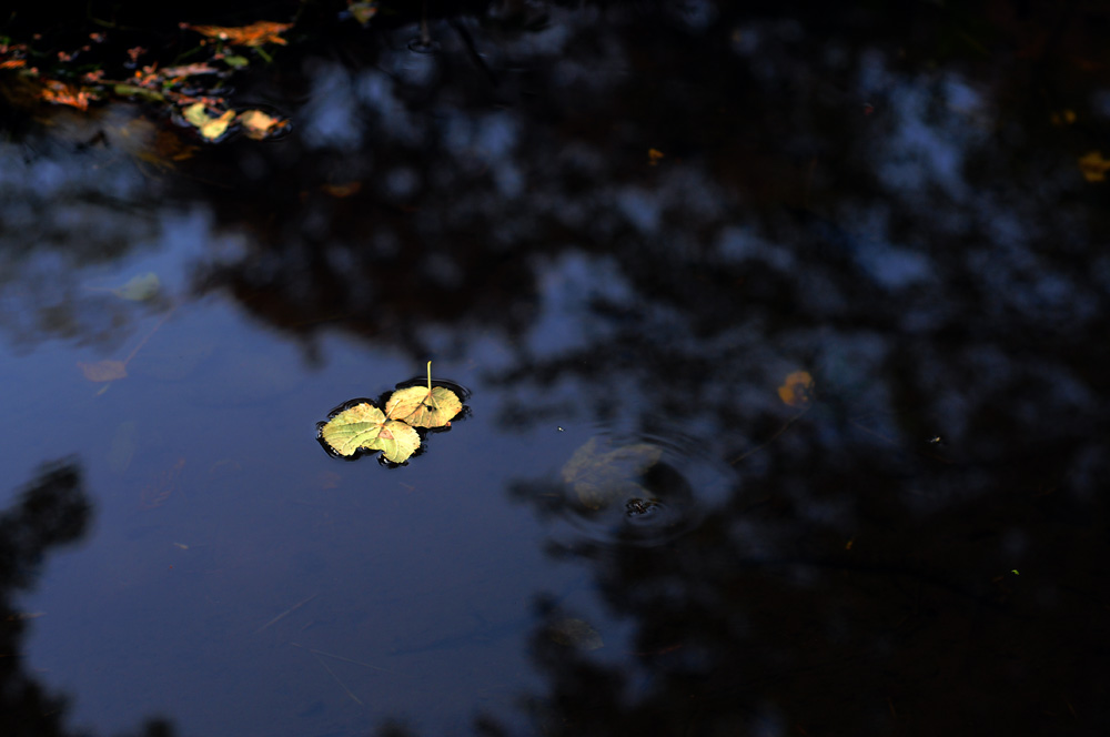 Das Herbstblatt