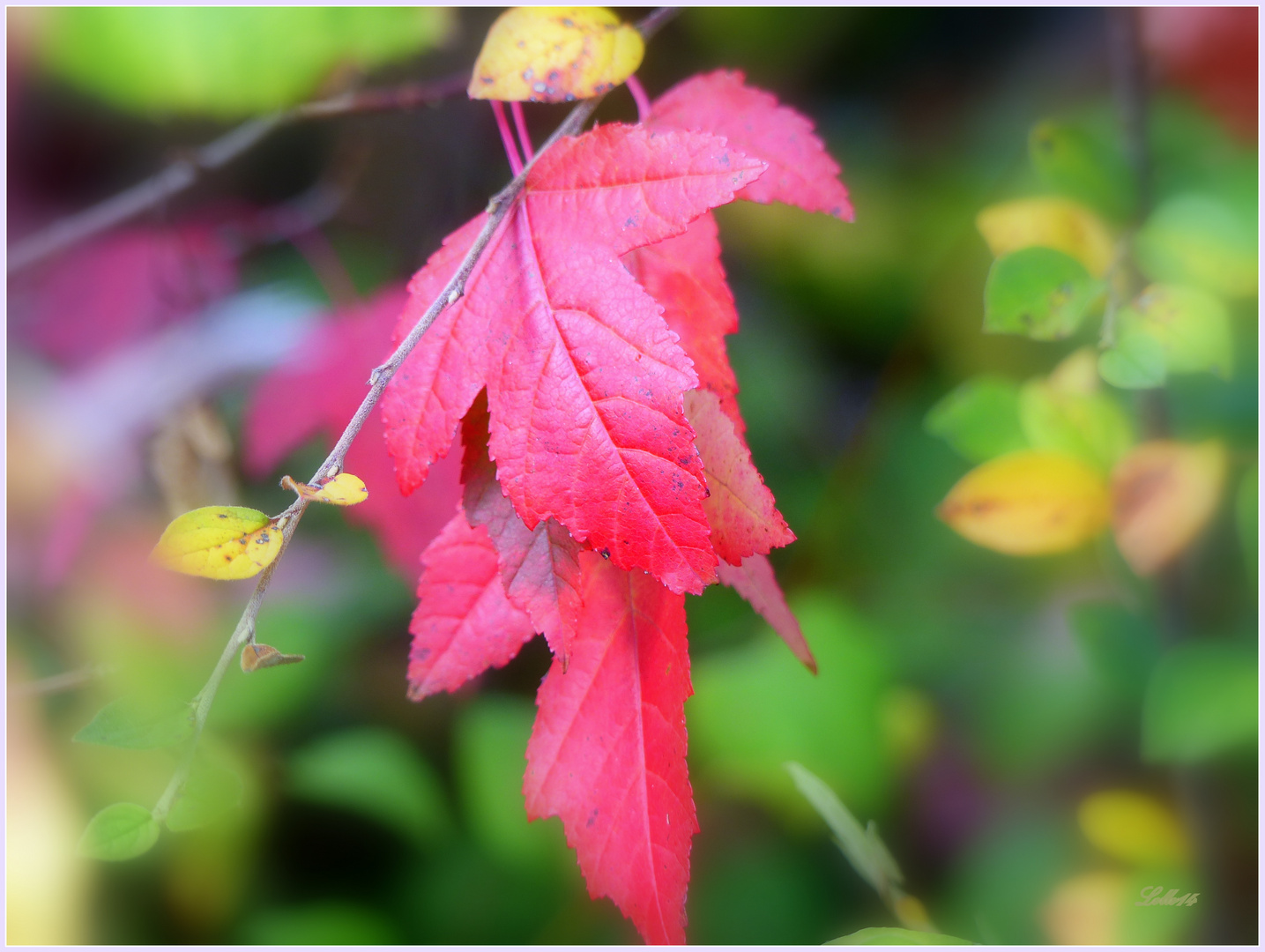 Das Herbstblatt ...