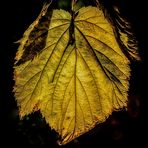 "Das herbstgulden Blatt" (ein Pseudo-HDR)