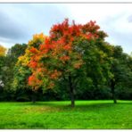 Das Herbstkleid der Natur