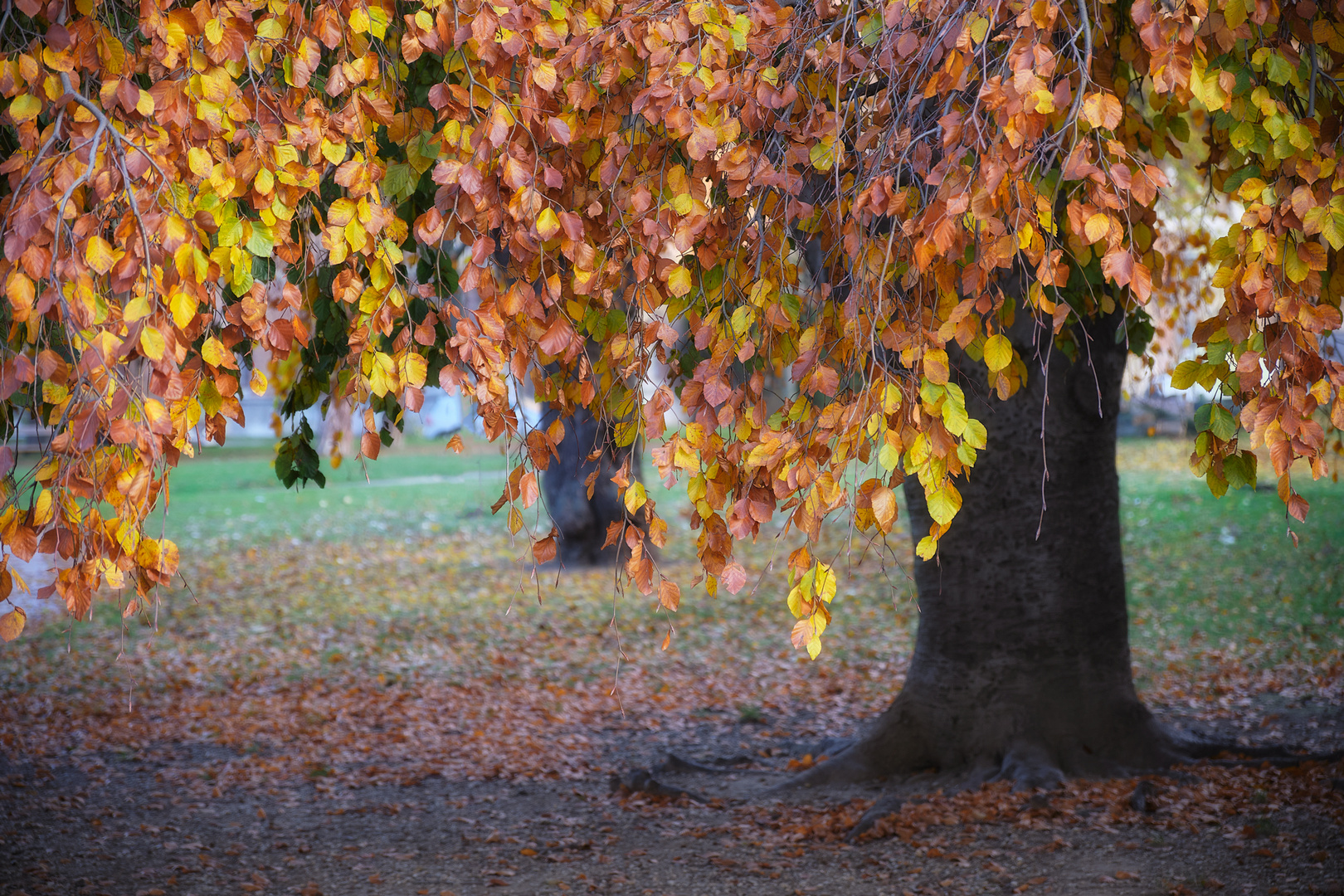 Das Herbstkleid