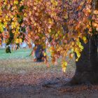 Das Herbstkleid