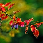 "Das Herbstleuchten beginnt ..."