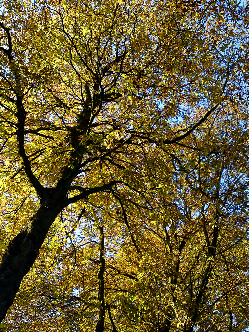 Das herbstliche Blätterdach