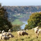 Das herbstliche Elbtal bei Meißen