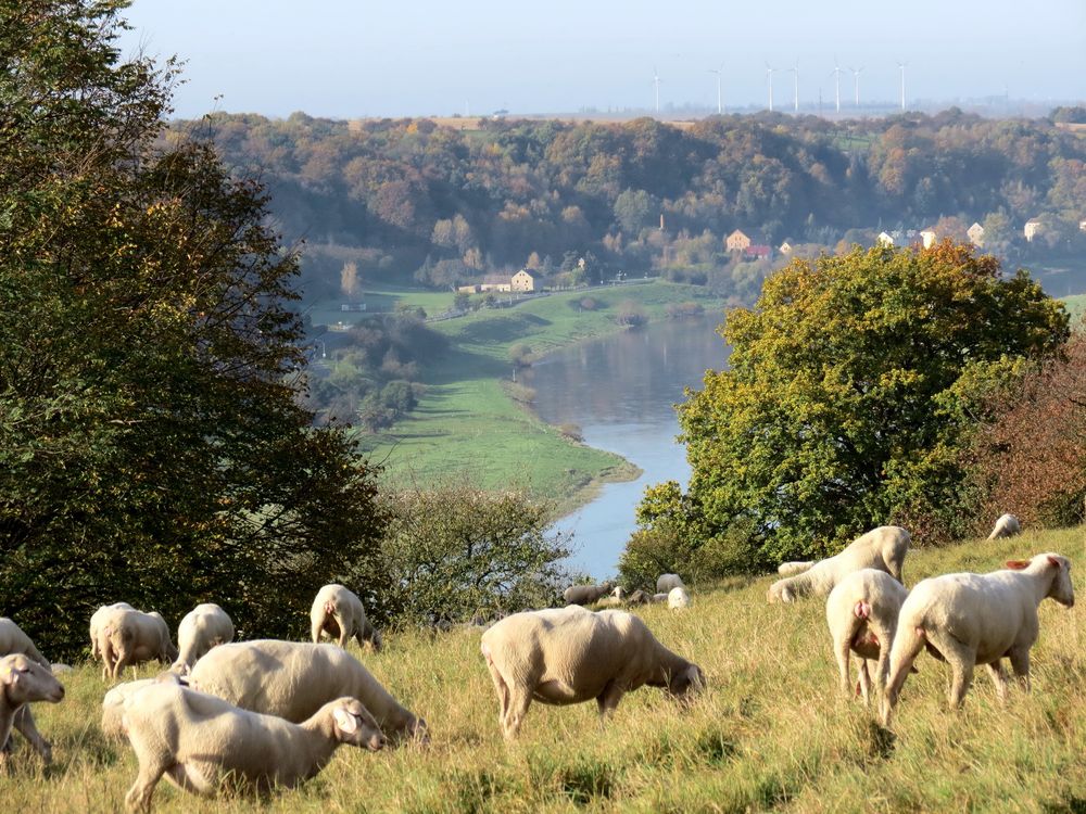 Das herbstliche Elbtal bei Meißen