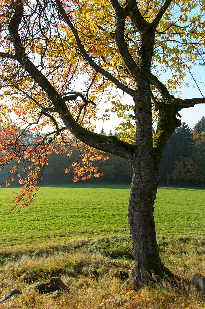 Das herbstliche Gold der Bäume...