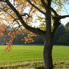 Das herbstliche Gold der Bäume...