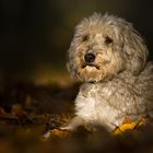 Das Herbstlicht genießen..