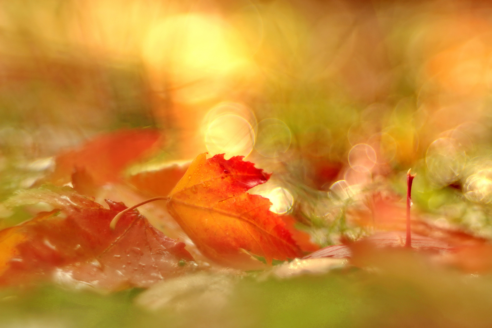 Das Herbstlicht mag das Trioplan besonders gerne :)