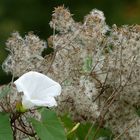 das HerbstTrichterchen