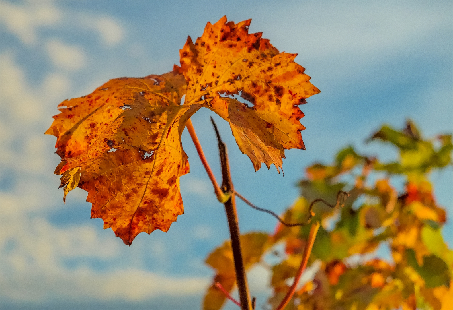 Das Herbstweinblatt