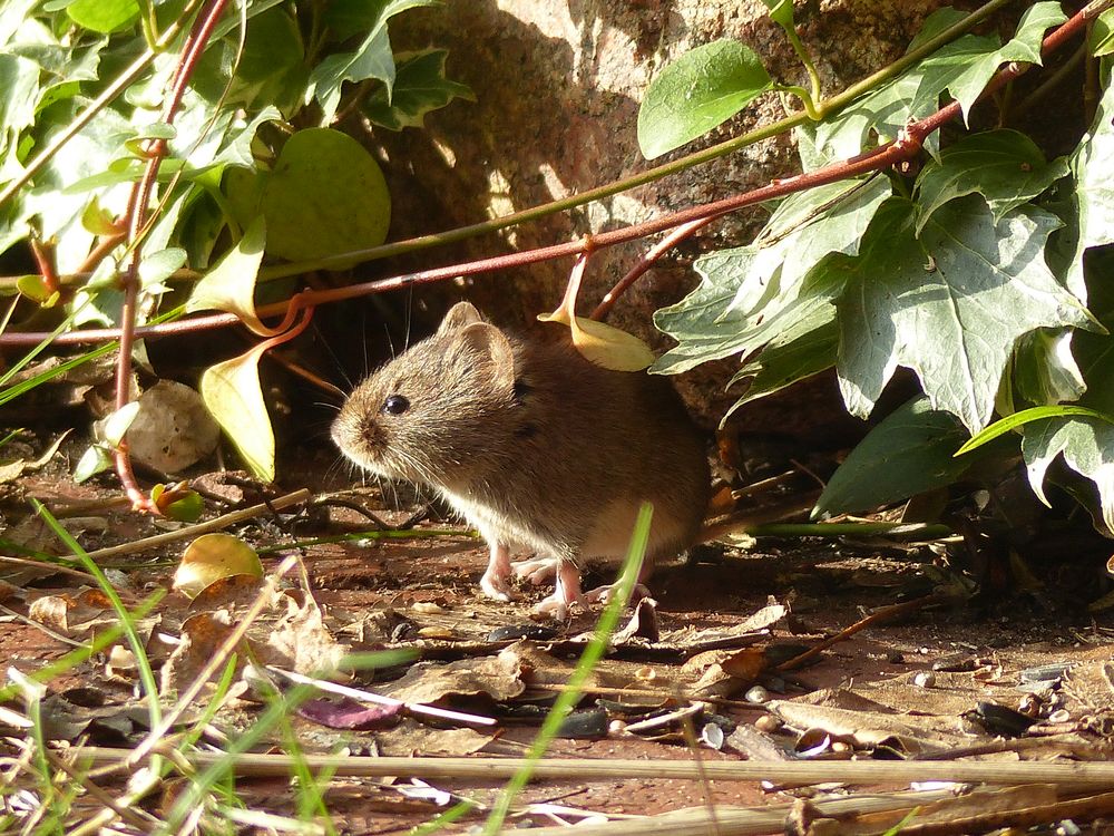 Das heruntergefallene Vogelfutter schmeckt mir auch....