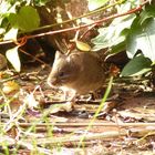 Das heruntergefallene Vogelfutter schmeckt mir auch....