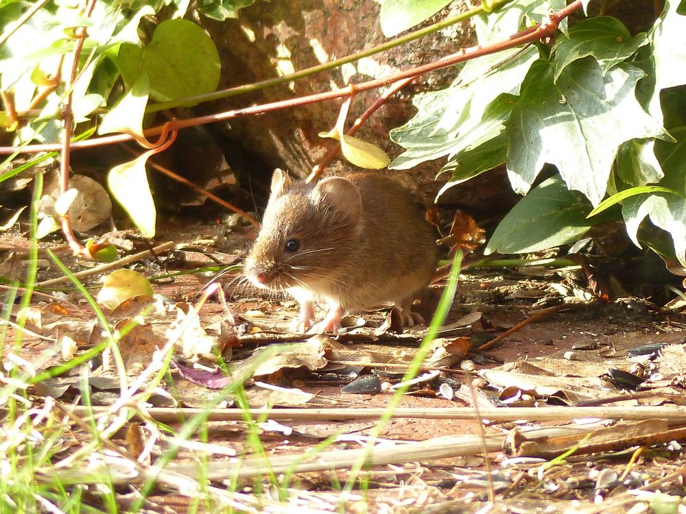 Das heruntergefallene Vogelfutter schmeckt mir auch....