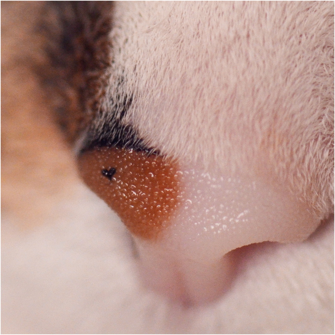 Das Herz Am Rechten Fleck Foto Bild Katzen Tiere Loslassen Bilder Auf Fotocommunity