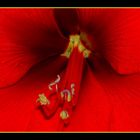 Das Herz der Amaryllis