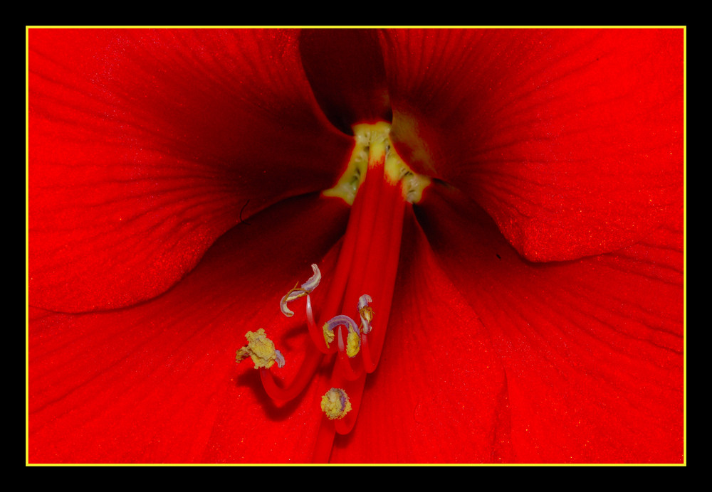 Das Herz der Amaryllis