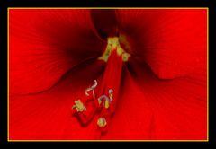 Das Herz der Amaryllis