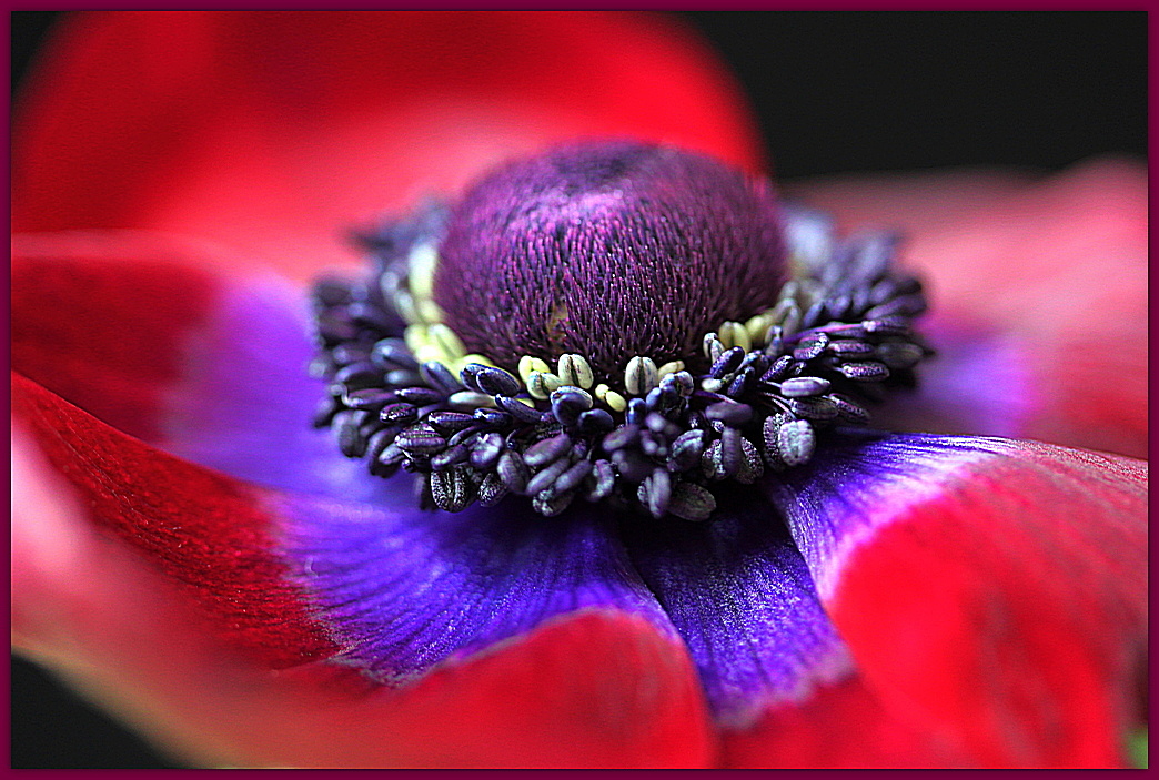 Das Herz der Anemone