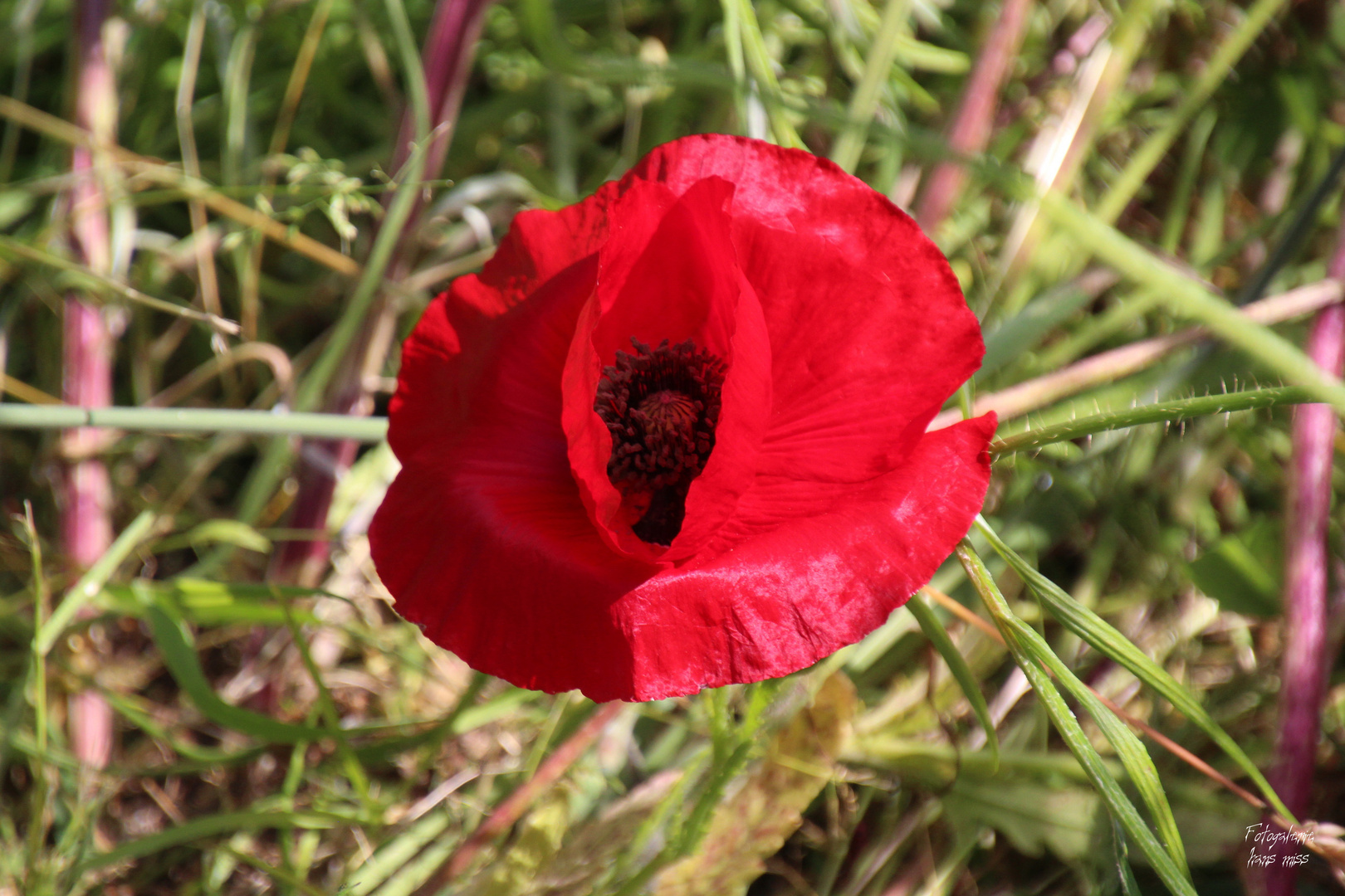 Das Herz der Blüte