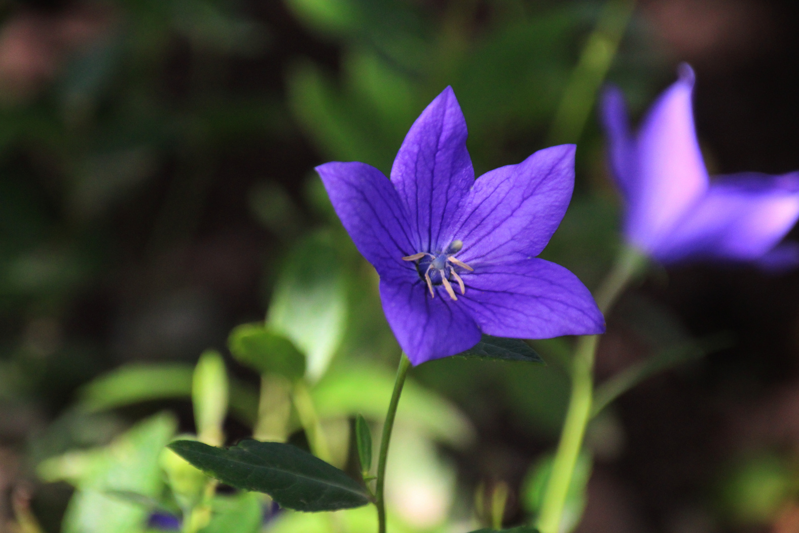 Das Herz der Blüte