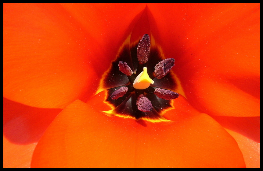 Das Herz der Blüte