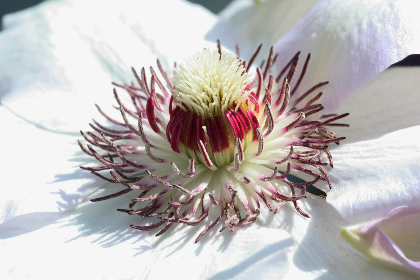 Das Herz der Clematis