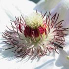 Das Herz der Clematis