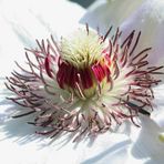 Das Herz der Clematis