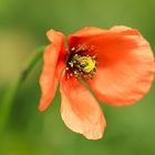 das Herz der Mohnblüte