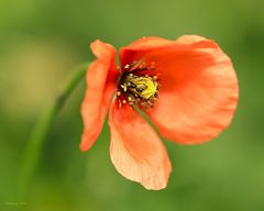 das Herz der Mohnblüte