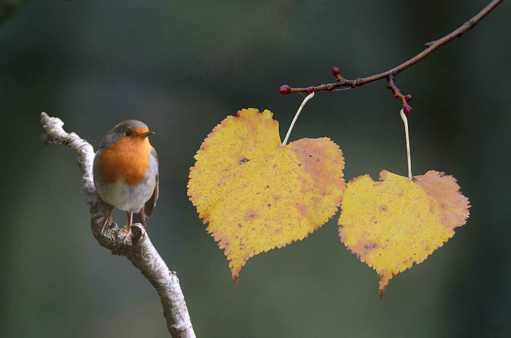 Das Herz der Natur 1 Foto & Bild tiere, wildlife, wild lebende vögel
