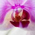 Das Herz der Orchidee