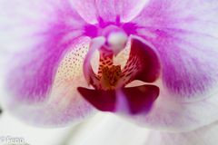 Das Herz der Orchidee