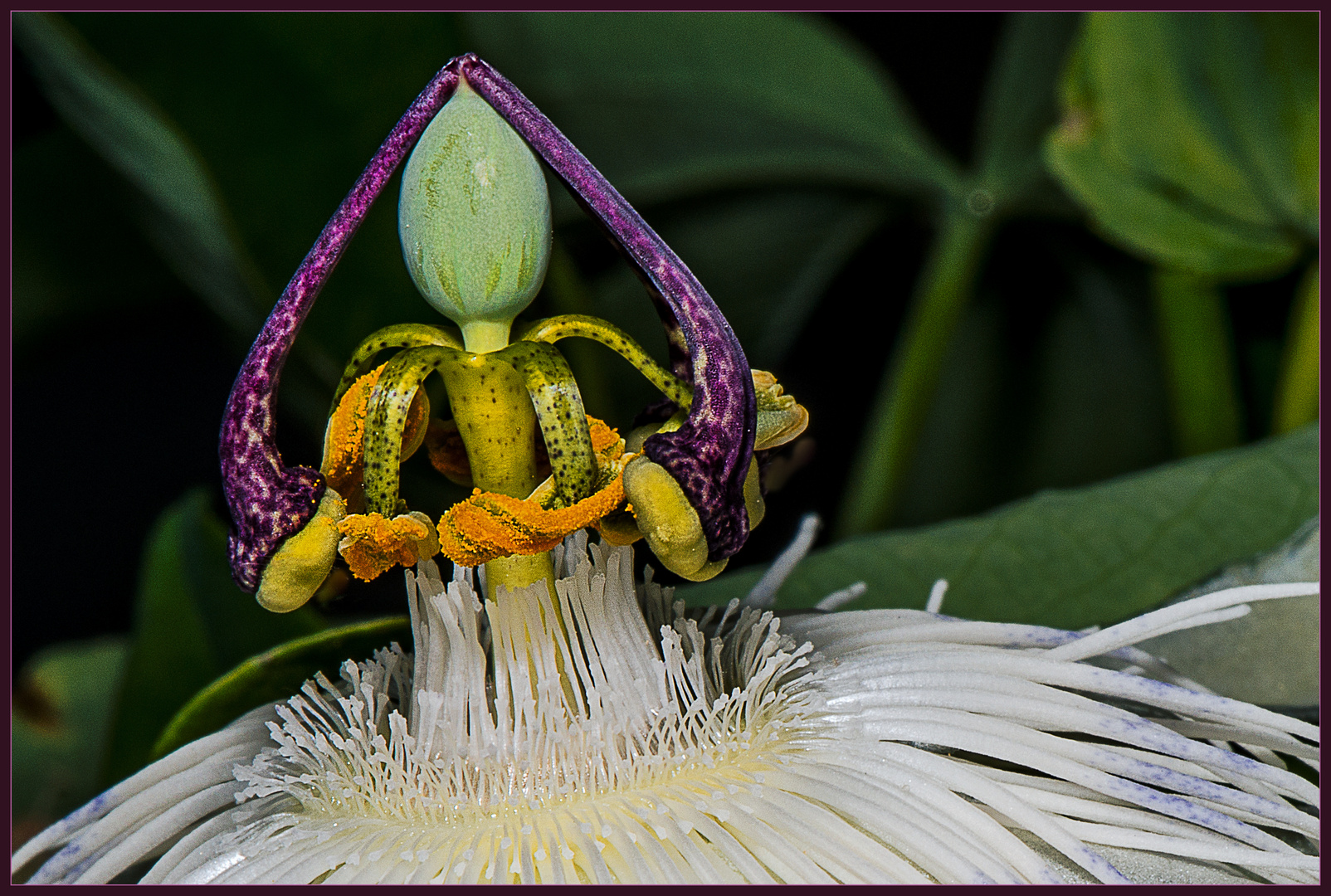 Das Herz der Passionsblume