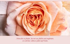 Das Herz der Rose...
