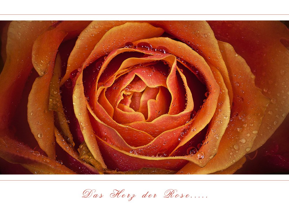 Das Herz der Rose.....