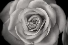 Das Herz der Rose....