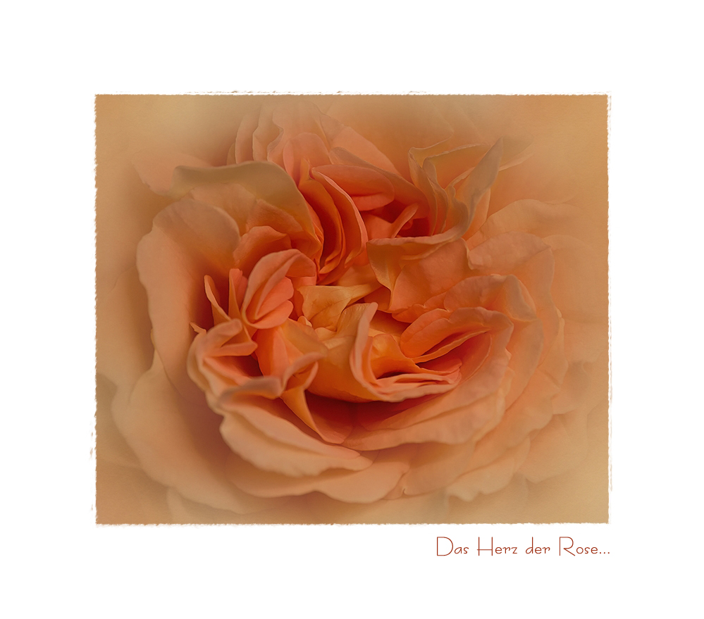 Das Herz der Rose....