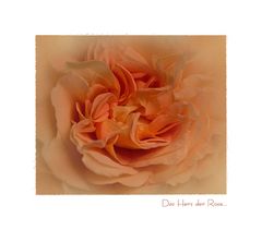 Das Herz der Rose....