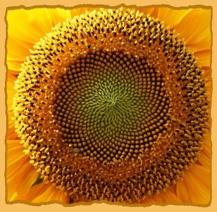 Das Herz der Sonnenblume