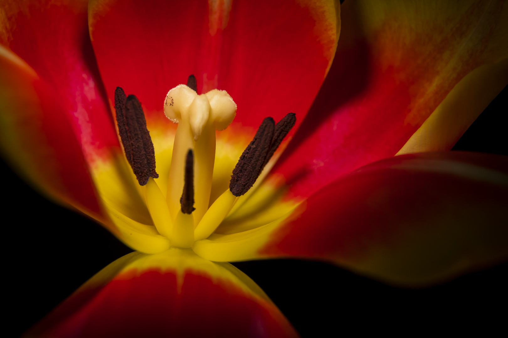 Das Herz der Tulpe