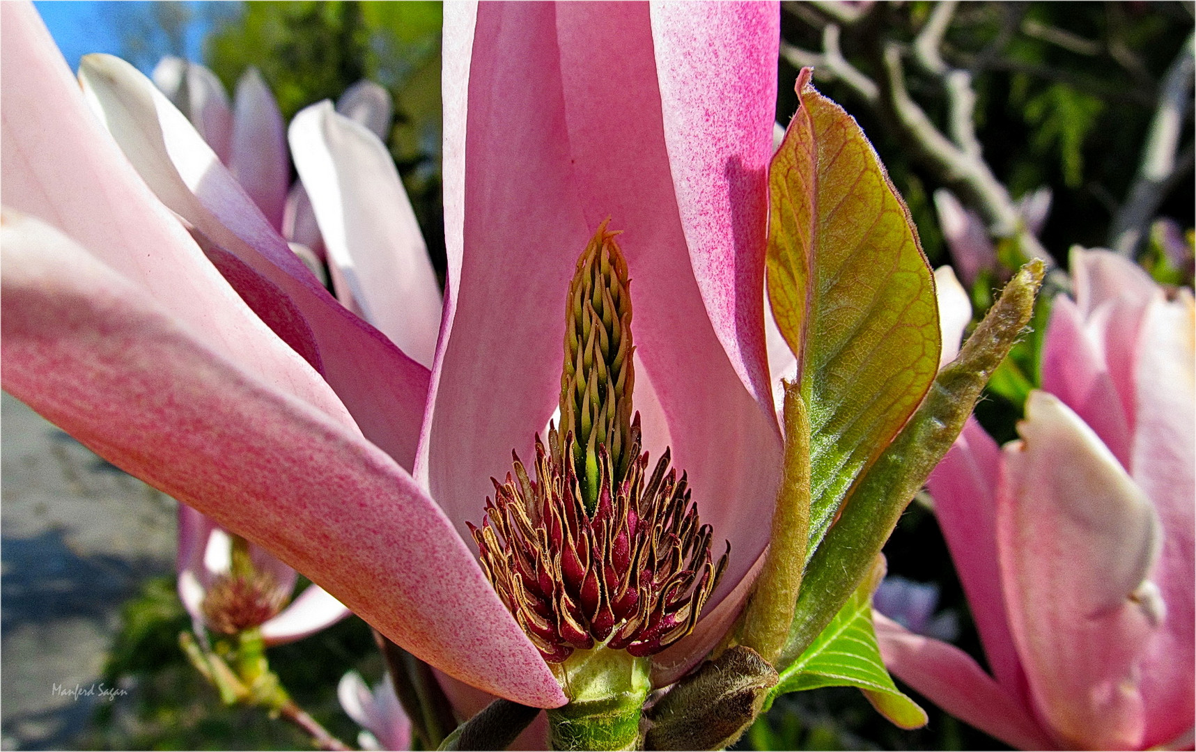 Das Herz der Tulpen Magnolie...