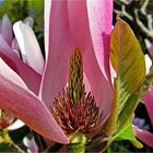 Das Herz der Tulpen Magnolie...